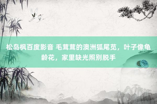 松岛枫百度影音 毛茸茸的澳洲狐尾苋，叶子像龟龄花，家里缺光照别脱手