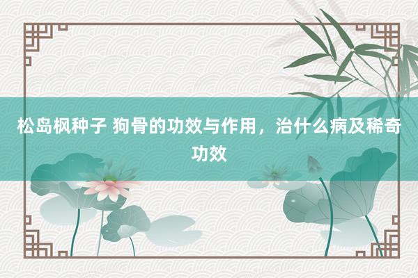 松岛枫种子 狗骨的功效与作用，治什么病及稀奇功效