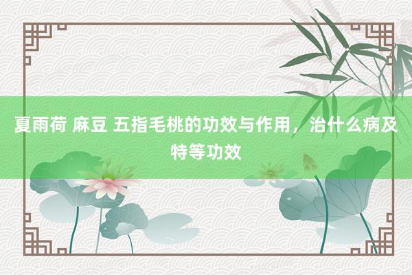 夏雨荷 麻豆 五指毛桃的功效与作用，治什么病及特等功效